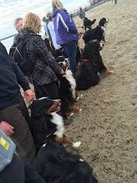 Bernese's of maine, levant, maine. No The Bears Haven T Invaded Those Are Bernese Mountain Dogs