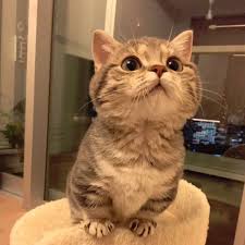 Wallpaper kucing lucu ini di buat untuk pecinta kucing yang enga mau ribet. Little Cutie Gambar Kucing Lucu Kucing Lucu Wallpaper Kucing