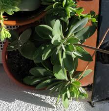 Image result for Kleinia grantii