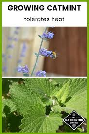 Check spelling or type a new query. How To Grow Catmint Gardening Channel