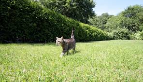 Répulsif chat, chien, autres animaux > répulsif naturel chats 500 ml sur jardindeco.com. Comment Eloigner Les Chats De Votre Potager Mon Petit Coin Vert