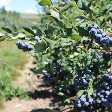 It is a very productive, early season southern highbush variety, which produces very tasty fruit. How To Buy Blueberries That Are Sweeter And More Flavorful Epicurious