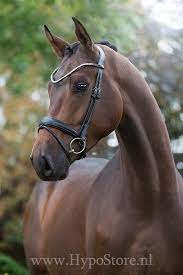 Premiera Latina 104 95 Beautiful Arabian Horses Beautiful Horse Pictures Horses
