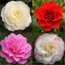 Hardy Evergreen Camellia Japonica Collection Pack Of Three Plants In Bud Garden Plants