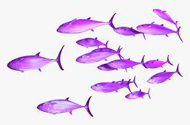 Download over 16,569 icons of fish in svg, psd, png, eps format or as webfonts. Transparent Background Group Of Fish Hd Png Download Kindpng