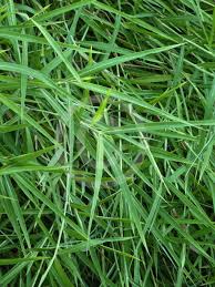 Image result for Capillipedium