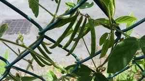 Image result for Teramnus repens