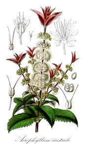Image result for Cunoniaceae