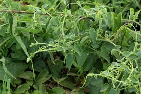Image result for Kedrostis foetidissima