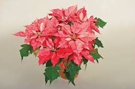 Image result for Euphorbia pulcherrima