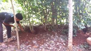 Pohon jalitri di alam liar. Peroses Pengambilan Pohon Bonsai Youtube