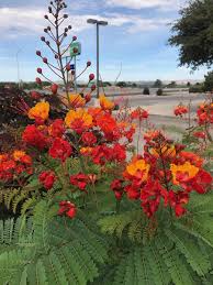 Caesalpinia is a genus of flowering plants in the legume family, fabaceae. Difference Between Bird Of Paradise Plants Desert Plant Guzmans