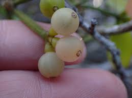 Image result for Viscum obscurum