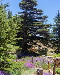 A Beautiful Day At The Sunny Cedars Forest In Lebanon Hope The Reforestation Will Go Well Mais Quelle Belle Journe Cedar Forest Beautiful Day Lebanon