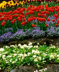 Maybe you would like to learn more about one of these? Roswell Ga Seasonal Flowers Alpharetta Planting Programs Dunwoody Seasonal Plantings