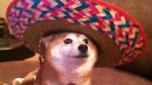 Hibur si anjing jawaban : Hibur Diri Dengan Foto Foto Para Shiba Inu Super Kawaii Ini Yuk Berita Jepang Japanesestation Com