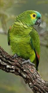 Bird Crying Like A Baby Video Amazona Frentiazul Blue Fronted Parrot Rotbugamazone Amazone A Front Bleu Periquitos Aves Belas Papagaio