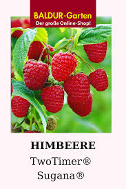 Himbeere Twotimer Sugana 1a Pflanzen Kaufen Baldur Garten Himbeeren Bienenpflanzen Himbeerpflanzen