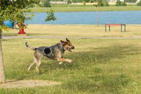 We did not find results for: Bluetick Coonhound All About Dogs Orvis