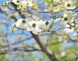 Maybe you would like to learn more about one of these? Dogwood Tree Facts Facts Just For Kids