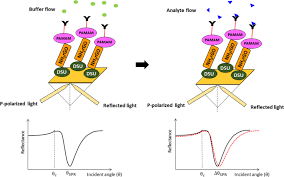 Current scores, times, statistics, animation and live stream are displayed for information purposes only and whilst every effort is taken to ensure their accuracy we accept no liability for any errors. Sensitive Detection Of Dengue Virus Type 2 E Proteins Signals Using Self Assembled Monolayers Reduced Graphene Oxide Pamam Dendrimer Thin Film Spr Optical Sensor Scientific Reports