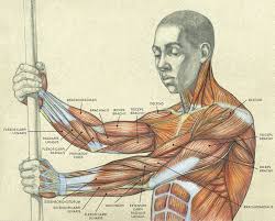 It fits in more with the brachioradialis then with the extensors that we have grouped in the forearm. Muscles Of The Arm And Hand Classic Human Anatomy In Motion The Artist S Guide To The Dynamics Of Figure Drawing