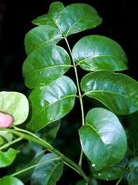 Image result for Burseraceae