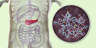 Whereas insulin inhibits lipolysis and . Glycogen And Diabetes Role Storage Release Exercise