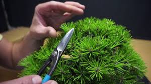 Pembajaan, penggunaan racun serangga, racun kulat, pemilihan media bersesuaian serta pemilihan pasu yang betul bagi pokok bonsai. Pinus Hitam Jepun Pokok Yang Banyak Digunakan Di Bonsai Berkebun Hidup
