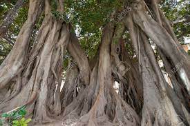 Branches cropped off in this model. Large Moreton Bay Fig Tree Ficus Macrophylla In The Middle Stock Photo Picture And Royalty Free Image Image 100437109