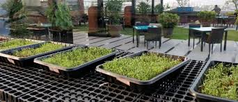 Hydroponics Farming In India Trusted Source For