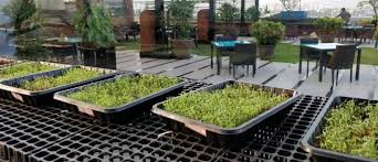 step by step guide on how to grow microgreens with pictures