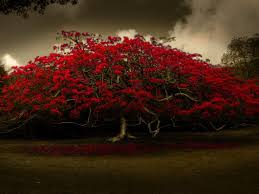 Follow the vibe and change your wallpaper every day! Pretty Red Tree Tree Hd Wallpaper Fantasy Gardens