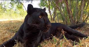 The black leopard or black panther ( panthera pardus ) is a large member of the big cat family, native to asia and africa. Discover A Black Leopard S Sense Of Touch With The Lion Whisperer