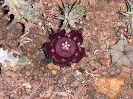 Image result for Duvalia polita