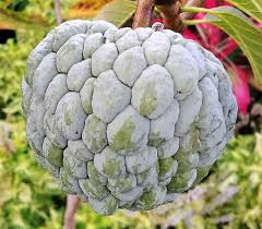 Image result for Annona squamosa