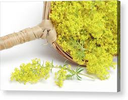 Image result for Galium verum