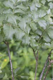 Image result for Clausena