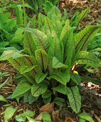 Bloody dock plant description name: Bloody Dock Rumex Sanguineus Wisconsin Horticulture
