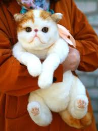 If you are a cat lover, you probably have thought of making your own cat toys. Cat Stuffed Animal Sewing Patterns On Tedsby