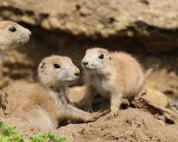 prairie dog in a natural habitatの画像