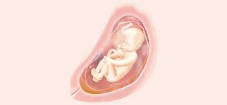 23 Ssw Symptome Schwangerschaft Entwicklung Pampers