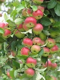 Flowering fruit trees new england. Posts About Recipes On New England Apples Fruit Garden Fruit Photography Fruits Photos