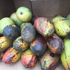 The Mango Is King Of The Miami Summer - The New York Times