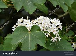 Image result for Vernicia