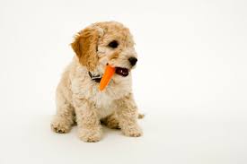 Yes, carrots are a human food that is quite nutritious and safe for dogs in moderation. Can Dogs Eat Carrots