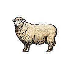Maybe you would like to learn more about one of these? Lammetje Tekenen Makkelijk Schapen Geboorte Van Een Lam Of Lammeren Dier En Natuur Dieren Dieren Tekenen Lukt Makkelijk Als Je Het In Stappen Listy Pisane Cierniem