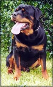 Image result for Rotala gossweileri