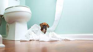 Indoor potty training for older dogs. How To Potty Train A Dog In 6 Steps Scratchpay