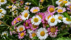 Image result for Erigeron karvinskianus